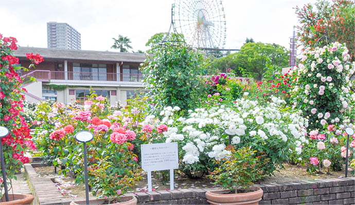 今年70周年となる歴史あるバラ園 ローズガーデン | ひらかたパーク